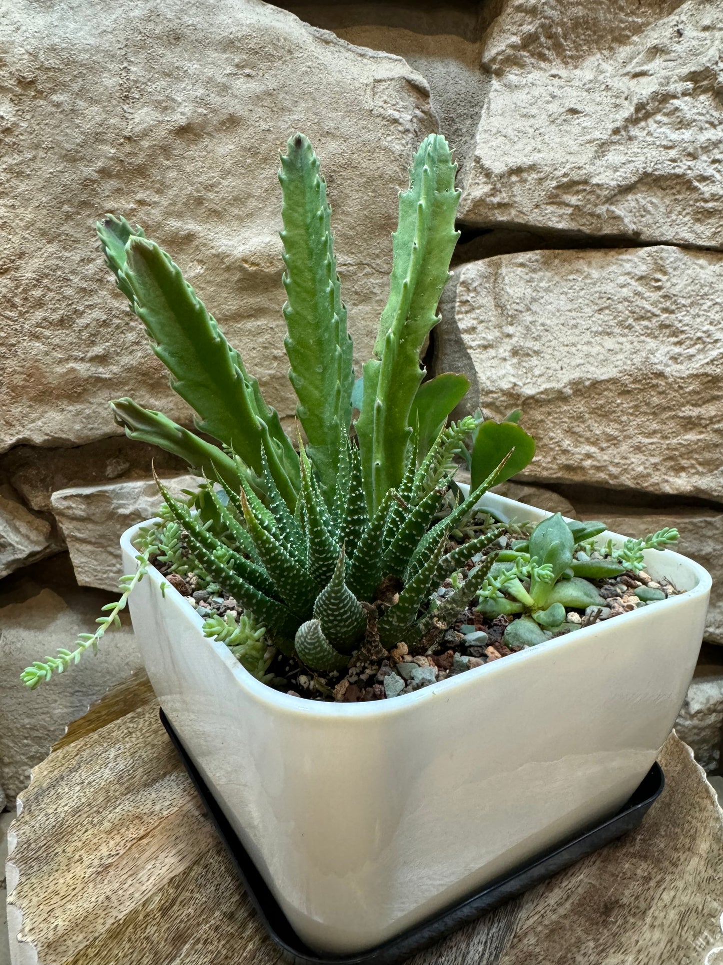 6 inch square plastic pot with succulent