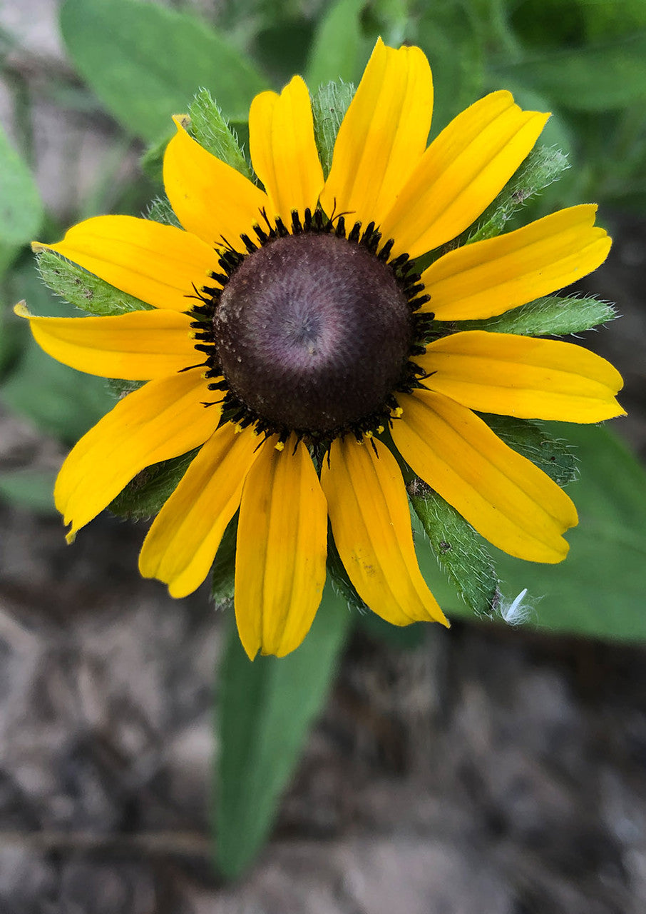Black Eyed Susan 4g packet