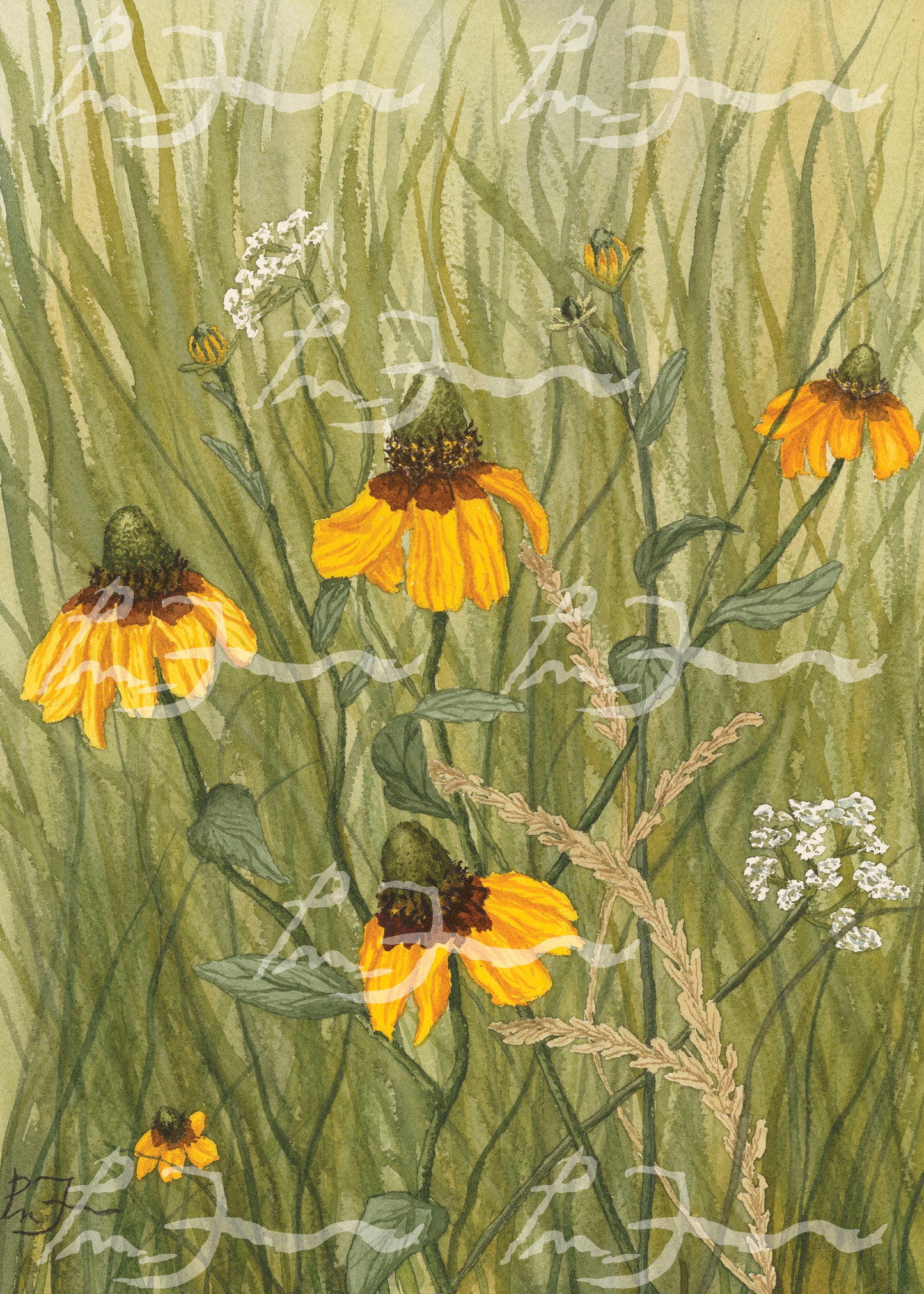 Texas Wildflower Art Prints - Petra Mae Farr