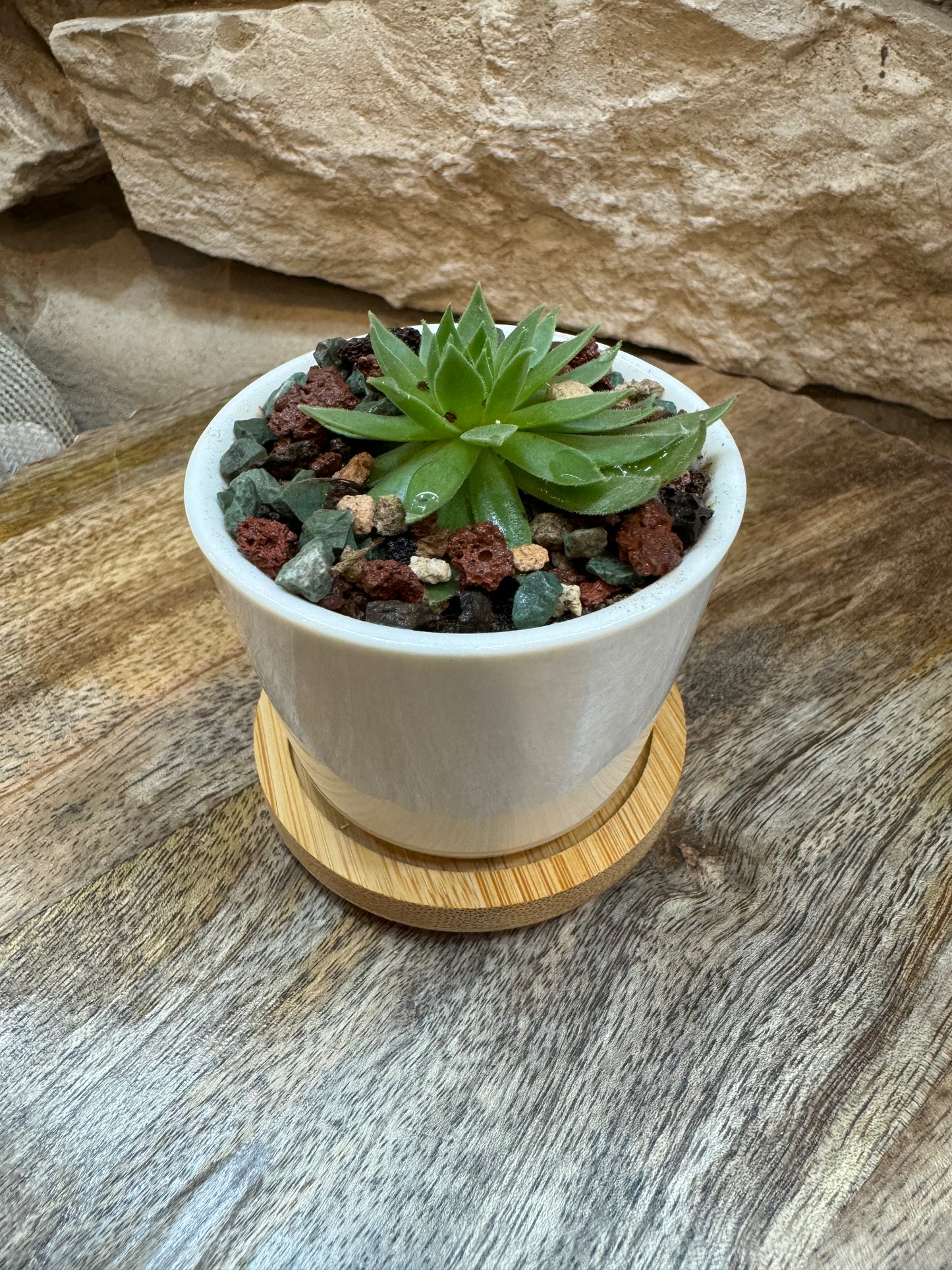2.5 inch mini white ceramic pot with bamboo tray and succulent