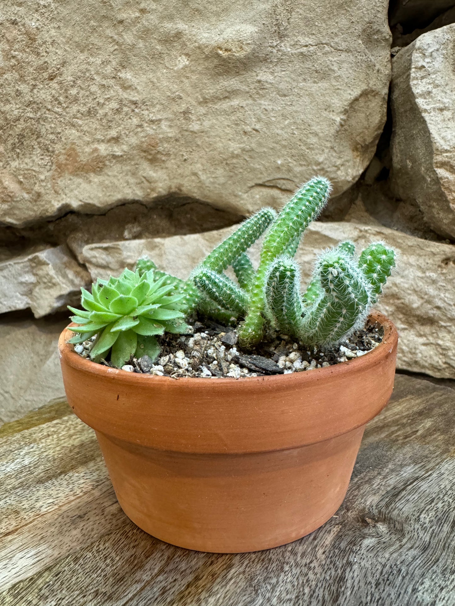 4.5 inch terracotta pot with succulents
