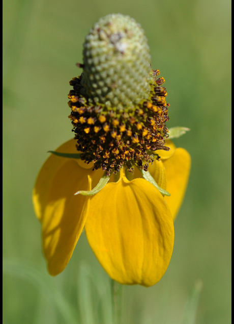 Prairie Coneflower Seeds