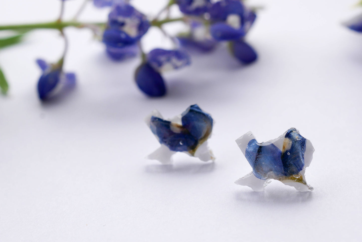 Texas shaped pressed bluebonnet stud earrings