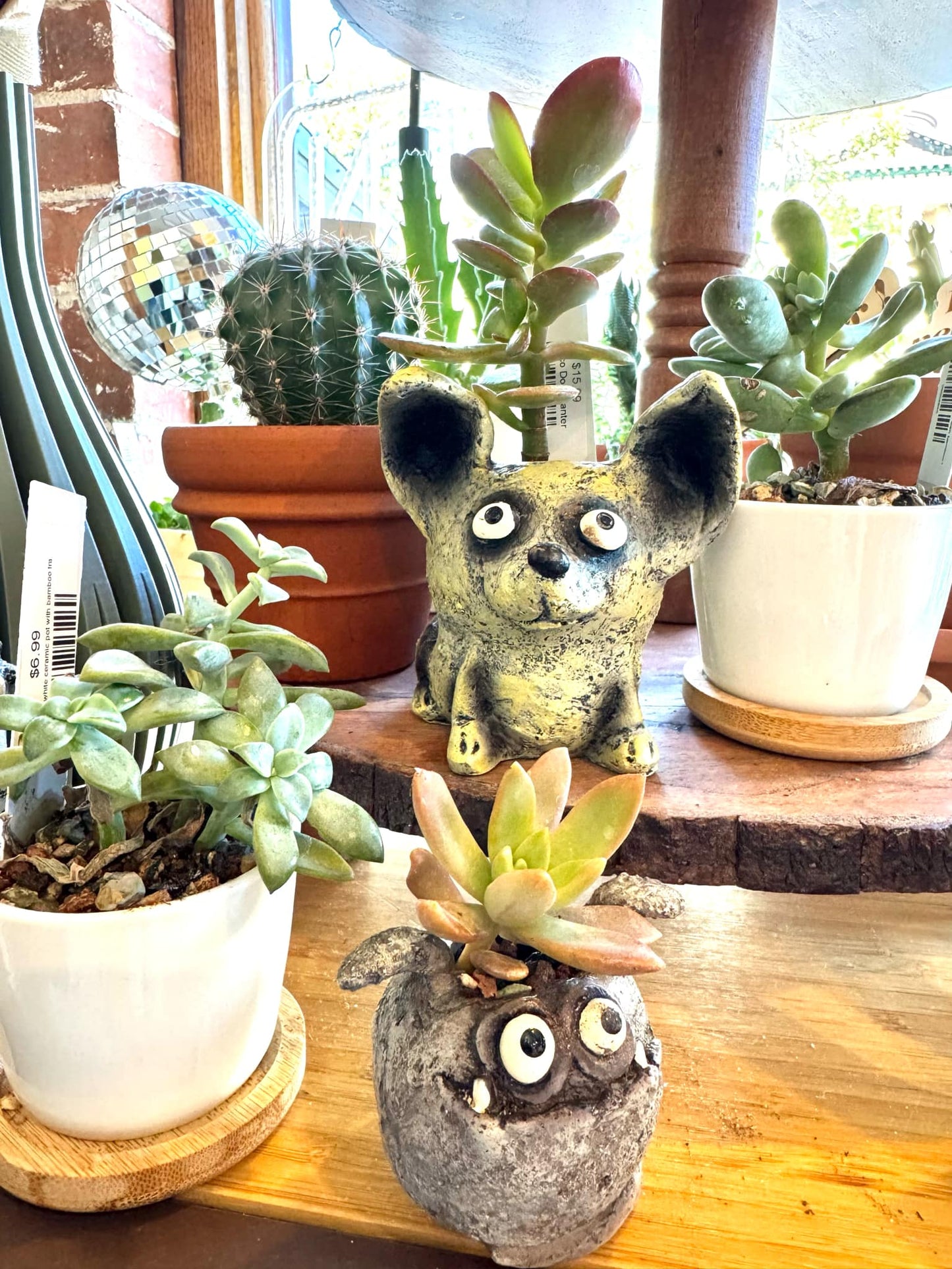 SPUD Mini Planter with succuelent