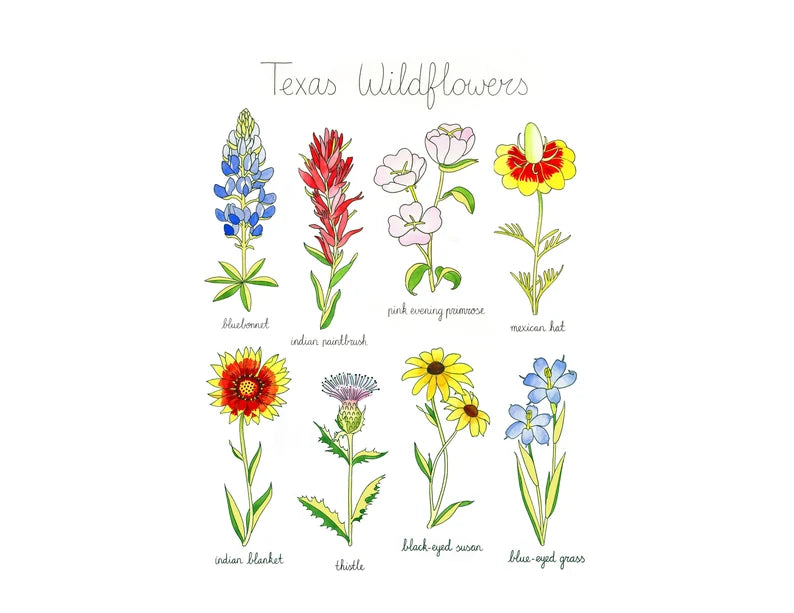 Texas Wildflowers Print