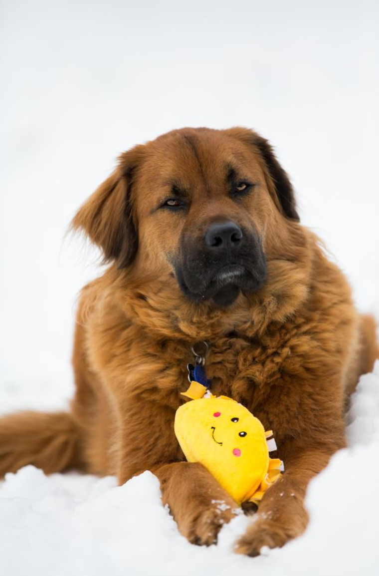NomNomz® - Taco - Dog Toy
