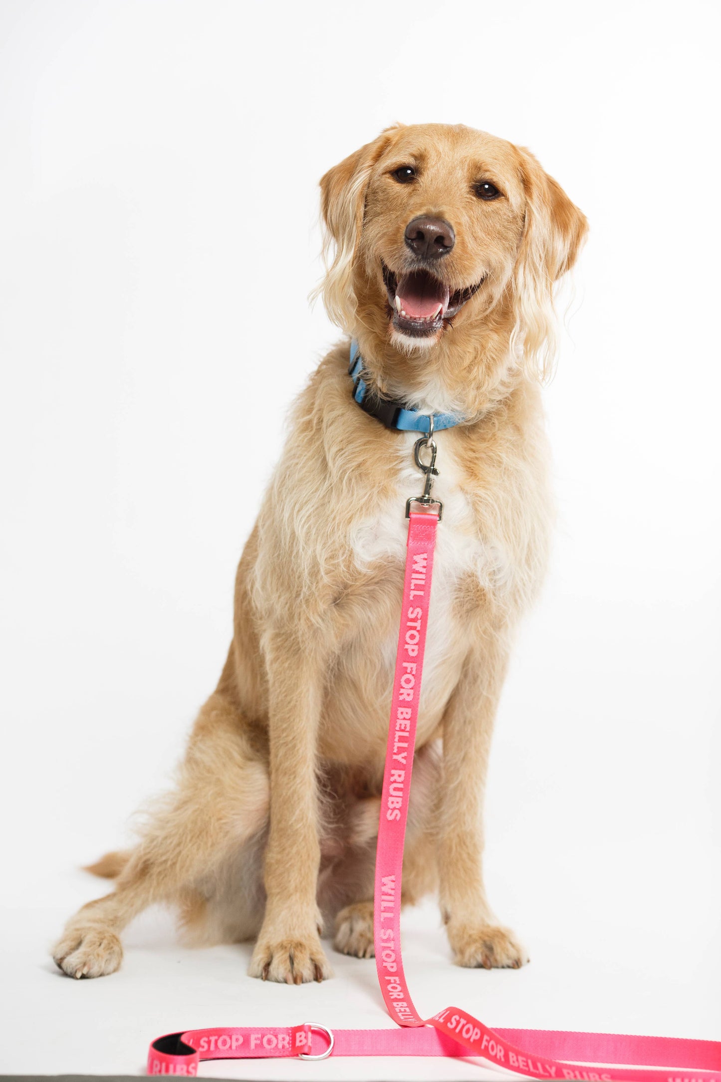 Belly Rubs Pink - Dog Leash