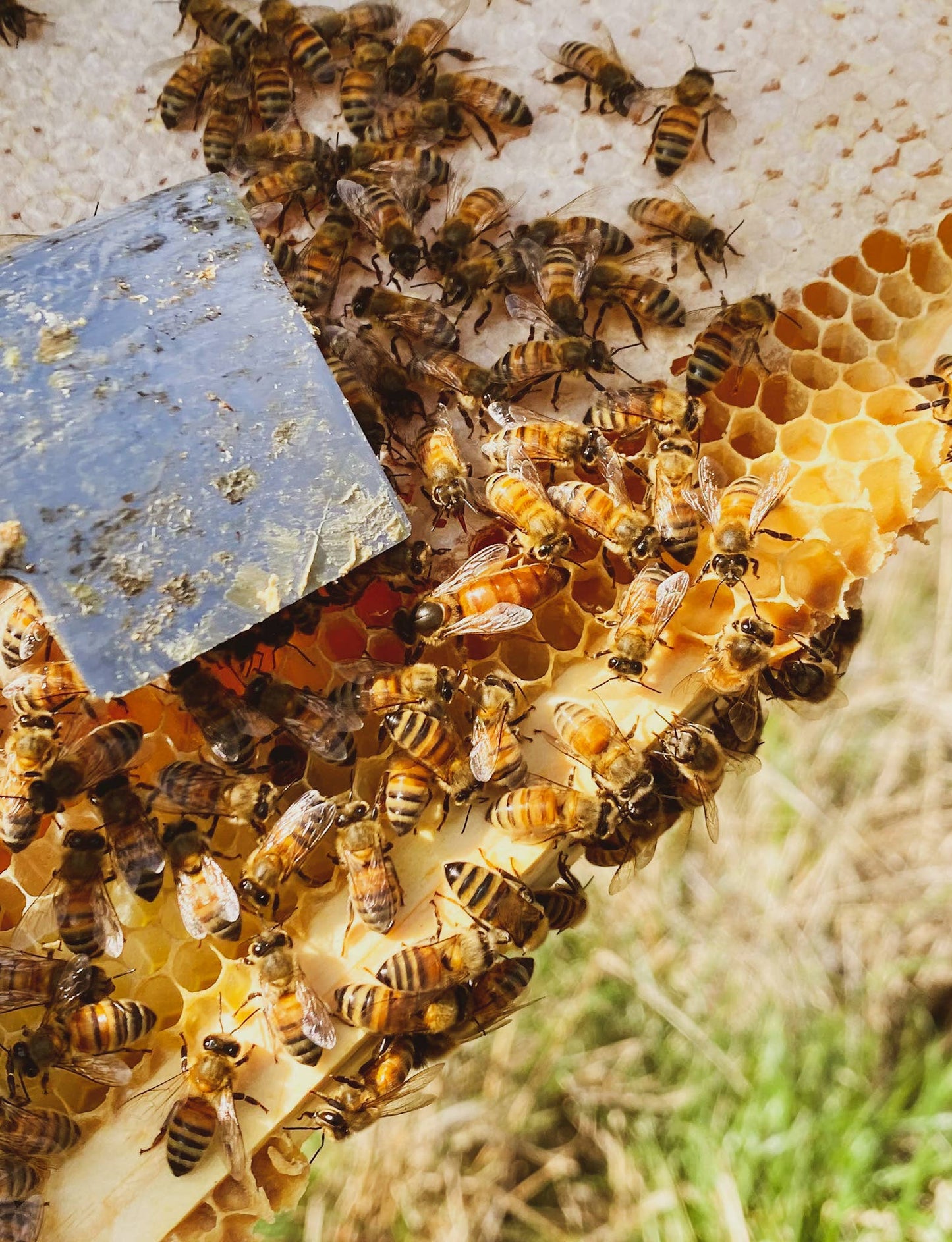 Plain and Simple - Milk and Honey Lotion - 2oz Travel