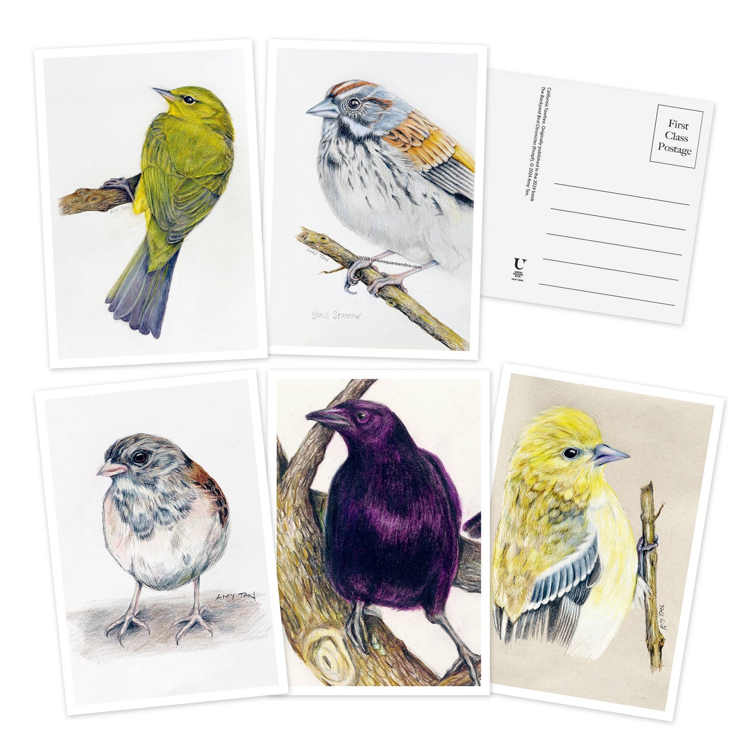 The Backyard Bird Chronicles: 50 Postcards by Amy Tan