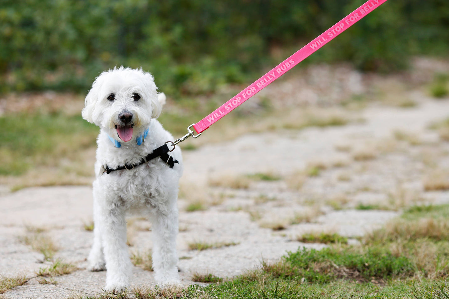 Belly Rubs Pink - Dog Leash