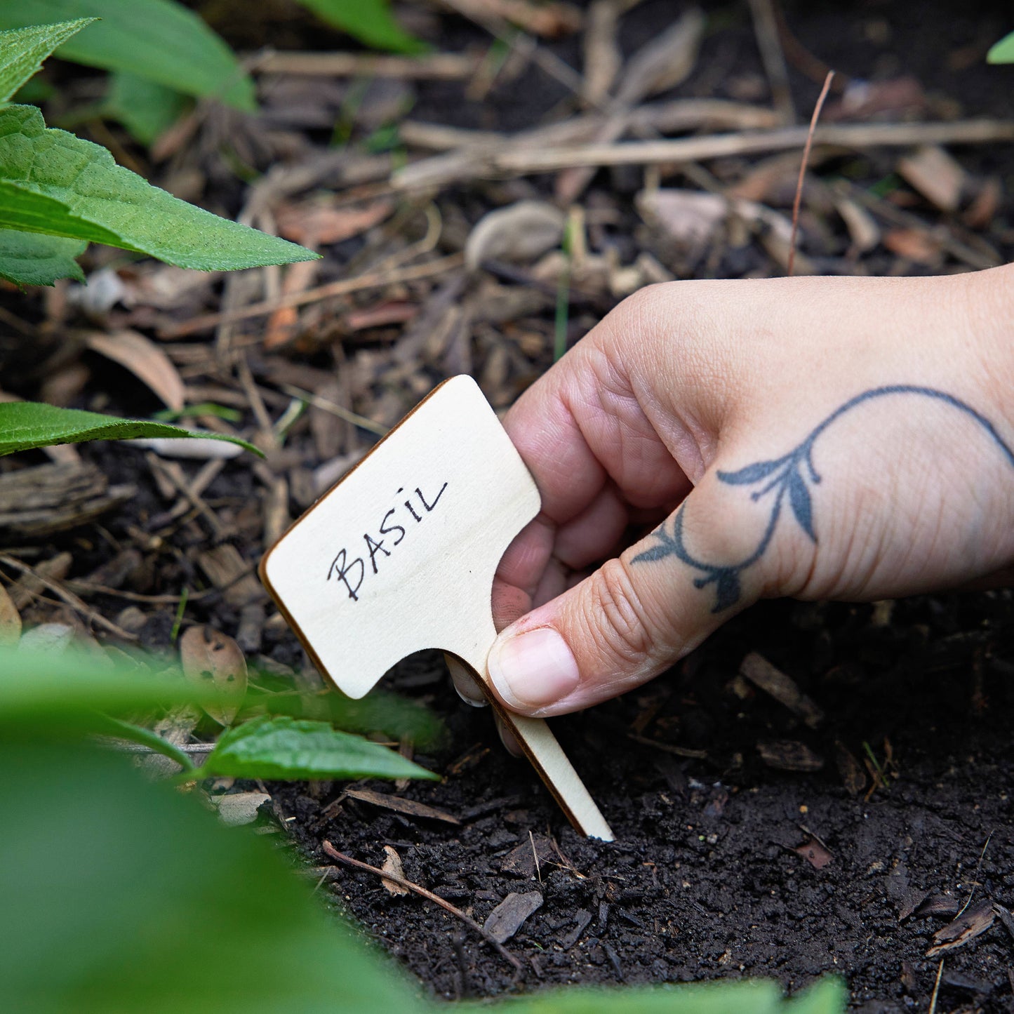 Culinary Herbs Seed Library