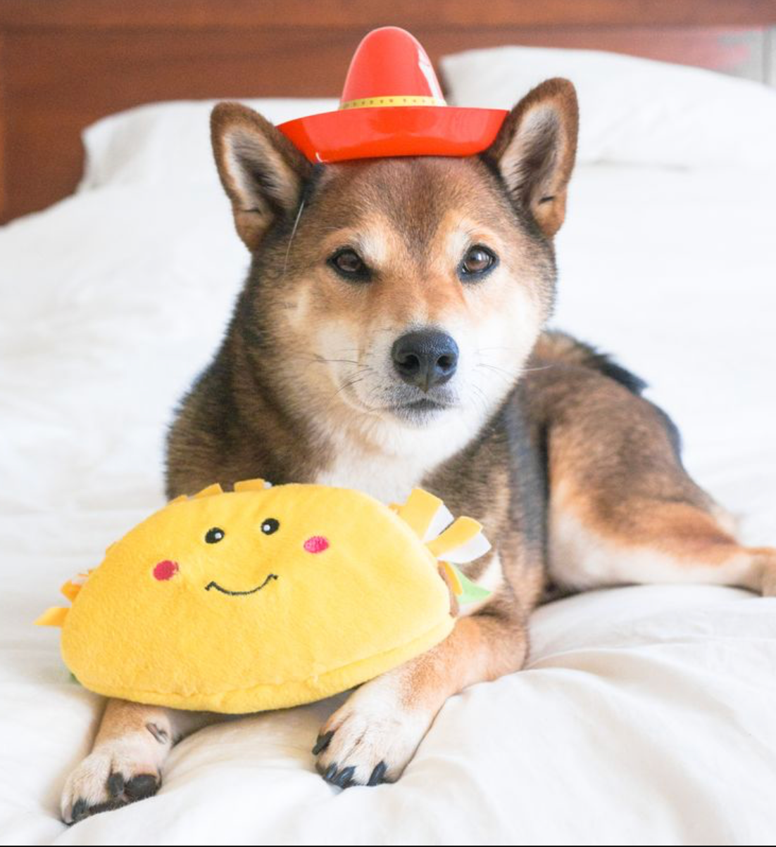 NomNomz® - Taco - Dog Toy