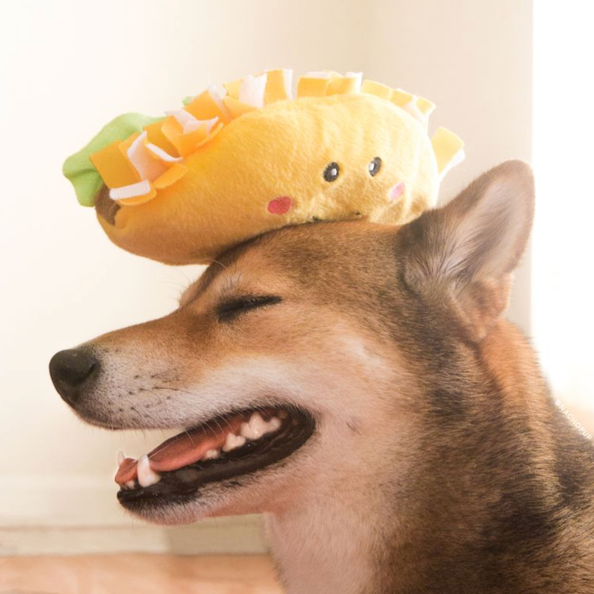 NomNomz® - Taco - Dog Toy