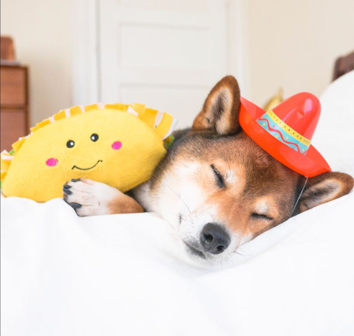 NomNomz® - Taco - Dog Toy