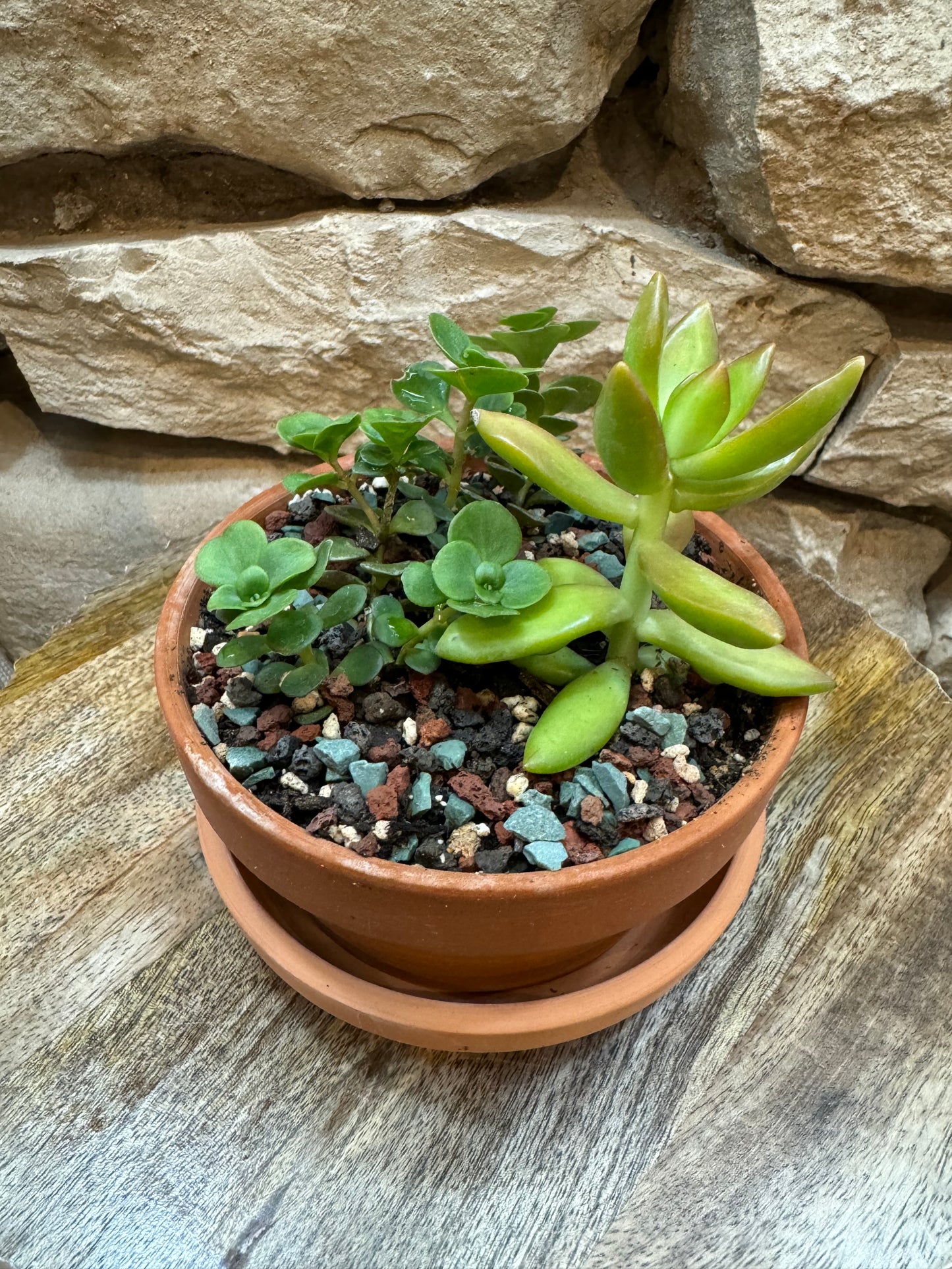 3-3.5 inch pot with succulent