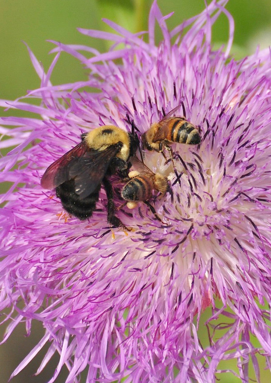 Bee Happy Mix - 2 g. packet