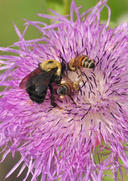 Bee Happy Mix - 2 g. packet