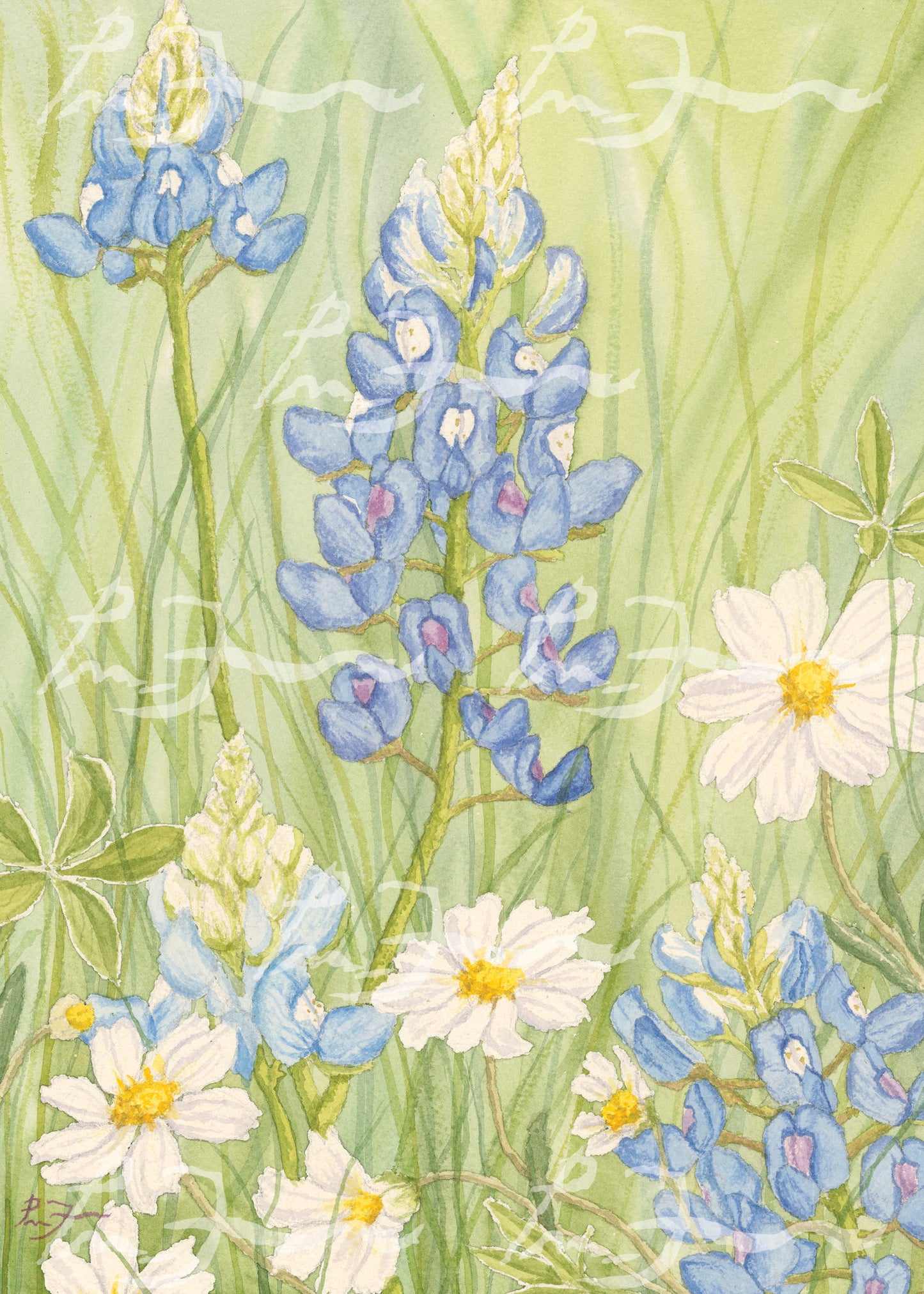 Texas Wildflower Art Prints - Petra Mae Farr