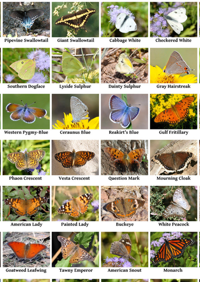 Butterfly Retreat Mix 3.7 oz bag