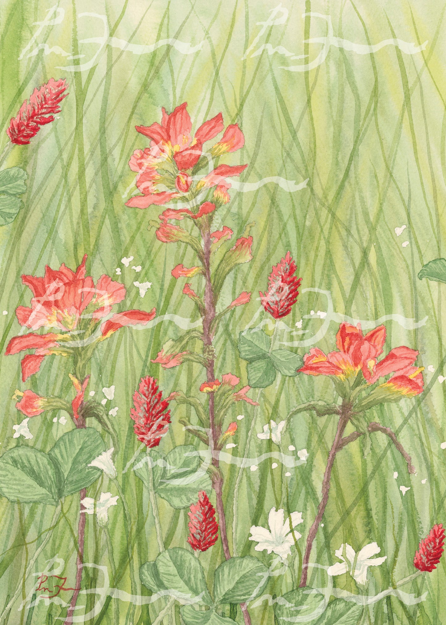 Texas Wildflower Art Prints - Petra Mae Farr