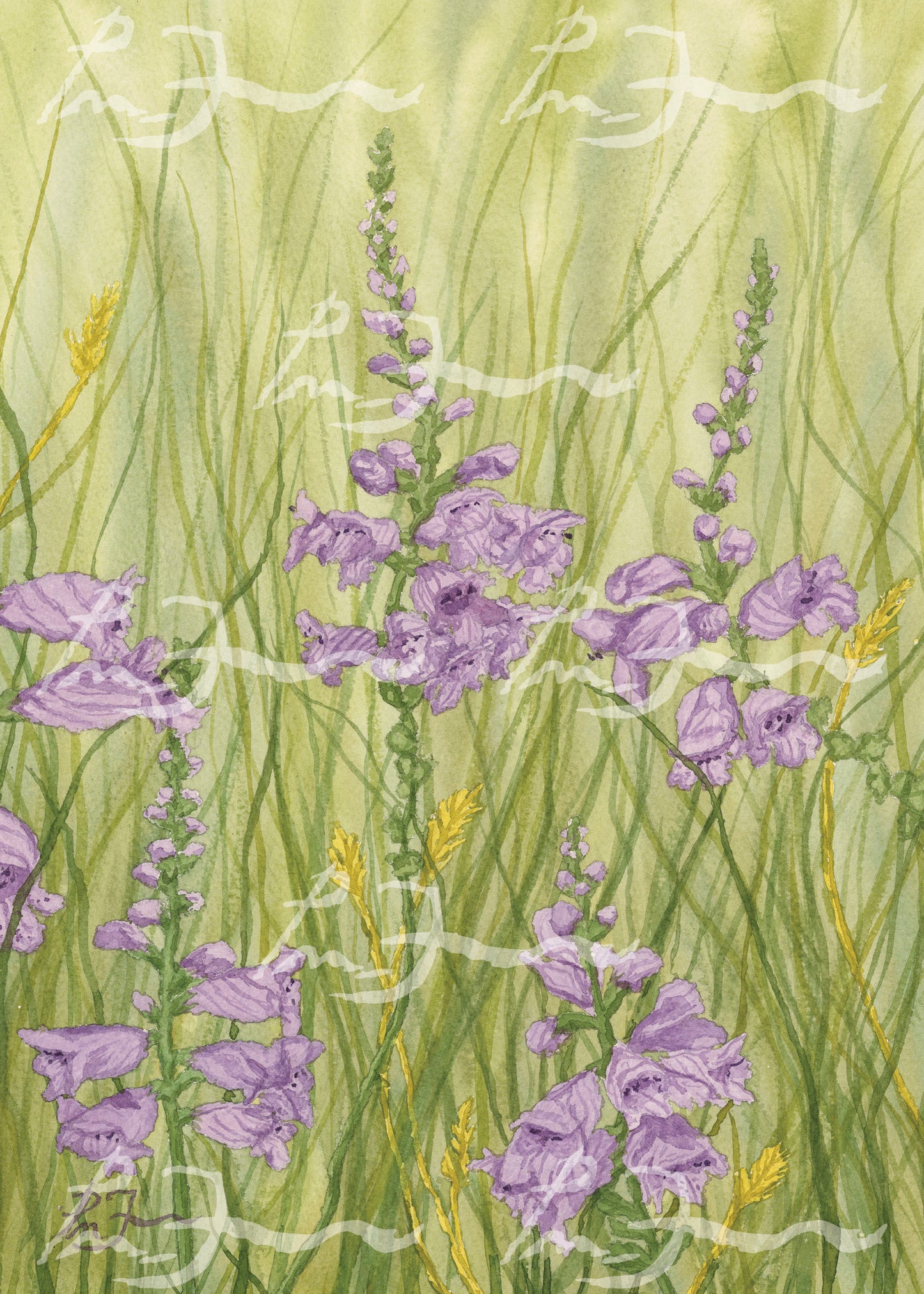 Texas Wildflower Art Prints - Petra Mae Farr