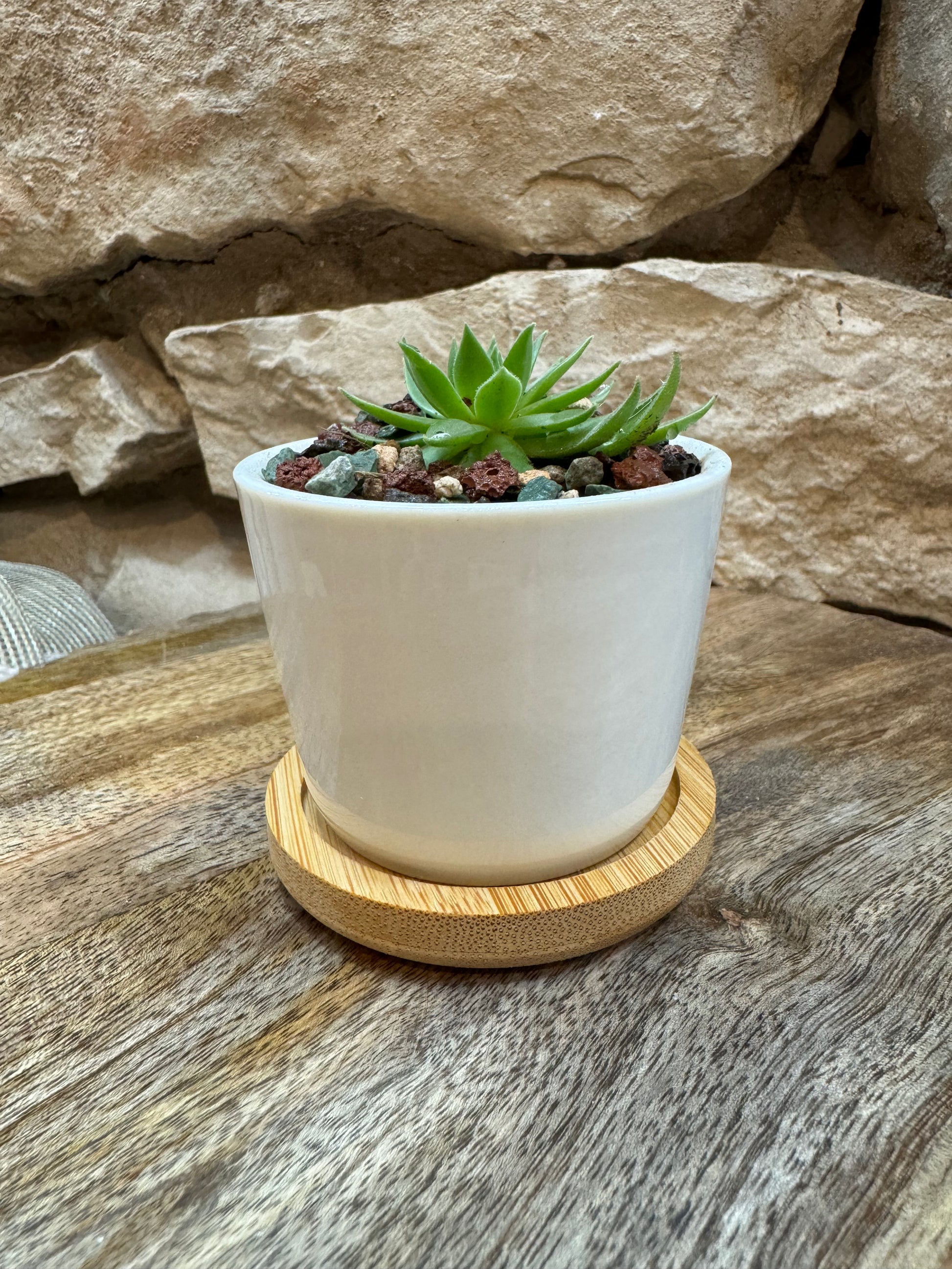 mini white succulent pots 2.5 inch mini white ceramic pot with bamboo tray and succulent