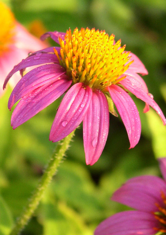 Purple Coneflower 3.5 g packet