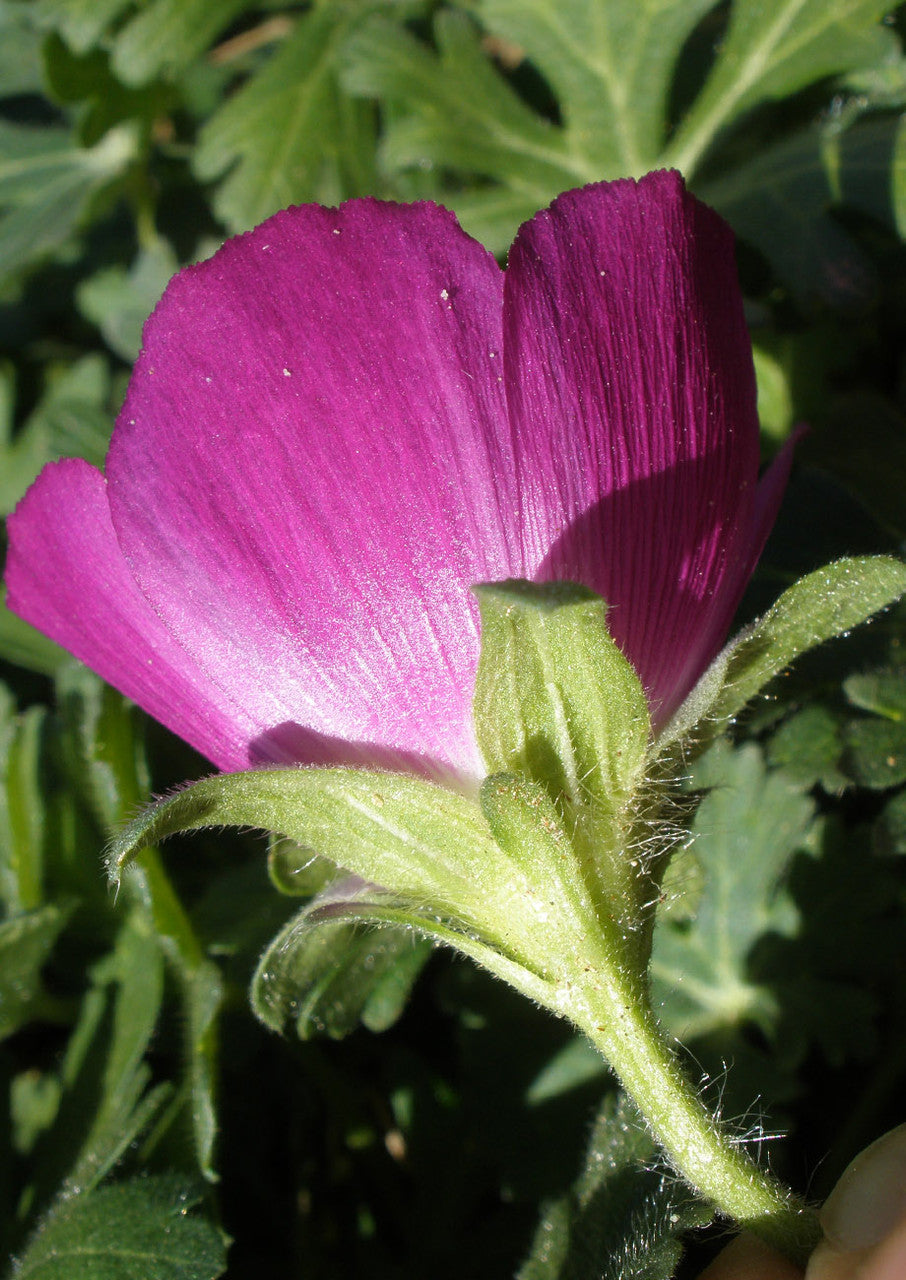 Winecup Perennial - 1.6 g. packet