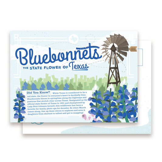 Bluebonnets Postcard