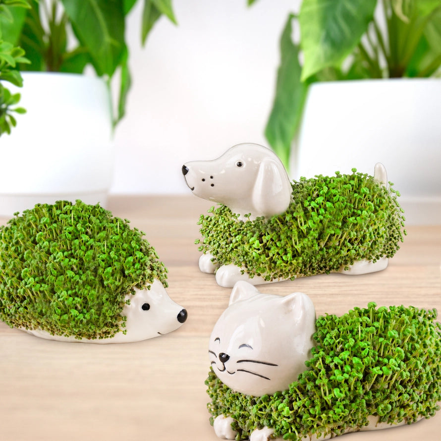 Chia Mini Planter USA