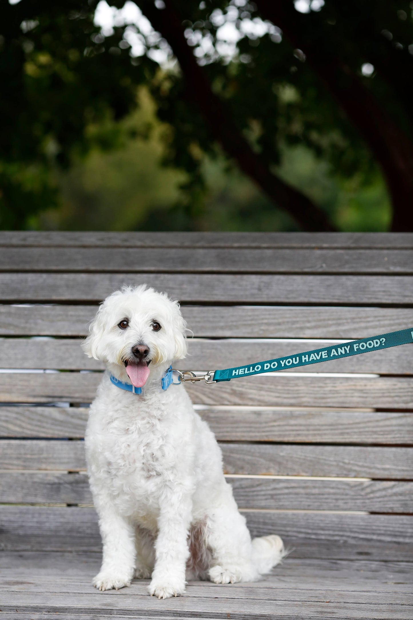 Any Food Teal - Dog Leash